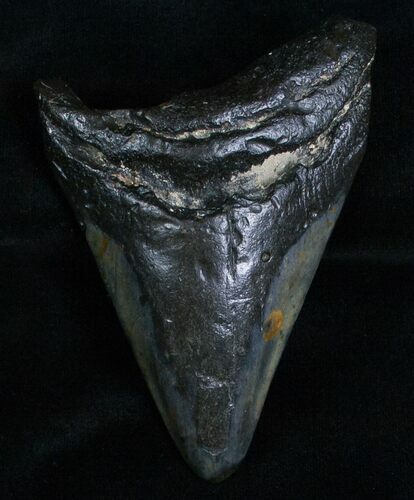 Megalodon Tooth - Naturally Polished #6991